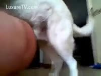 Gay beastiality stories dog banging a man